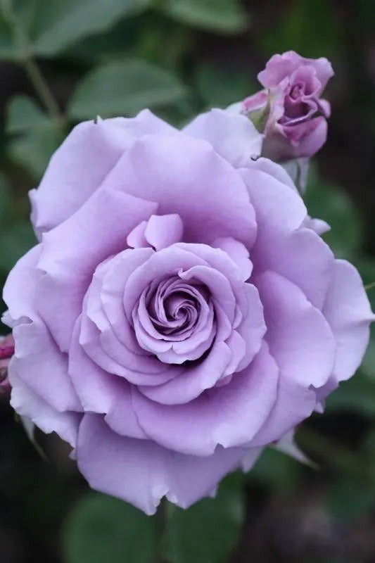 Large Silk Rose Brooch: Handmade Floral Pin with Eye Detail